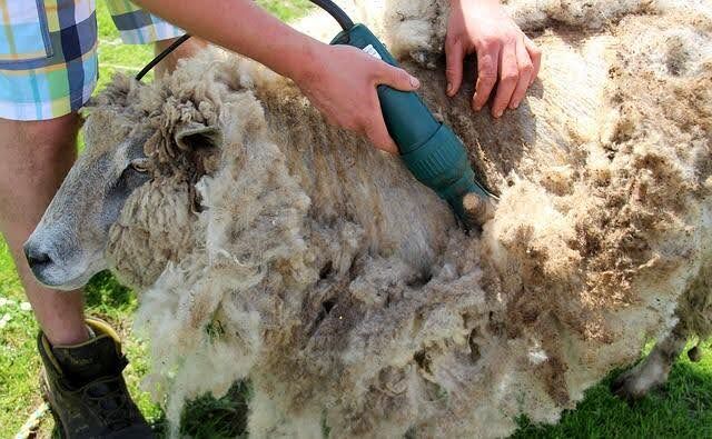 Why Wool Rugs Are Worth the Added Cost